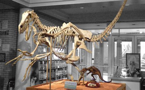 Utahraptor Paleontology Exhibits Prehistoric Museum Eastern Usu