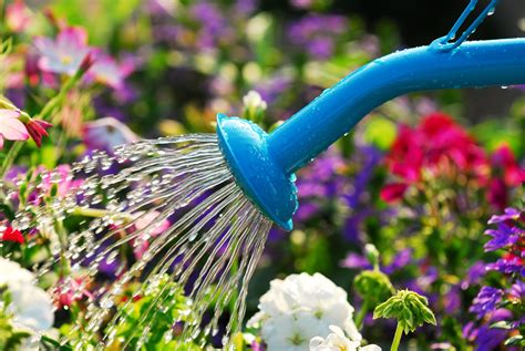 A Guide To Proper Watering