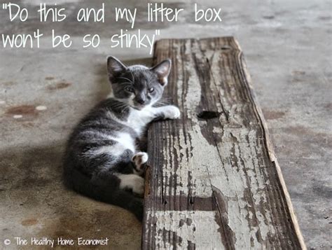 Fast And Easy Fix For A Stinky Cat Litter Box Healthy Home Economist