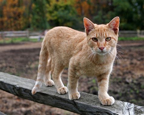 Barn Cat Photograph By Rona Black Fine Art America