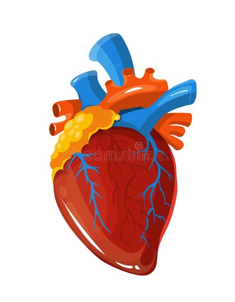 Human Heart Anatomy Vector Medical Illustration Stock