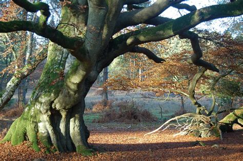 Beech Tree Old Free Photo On Pixabay