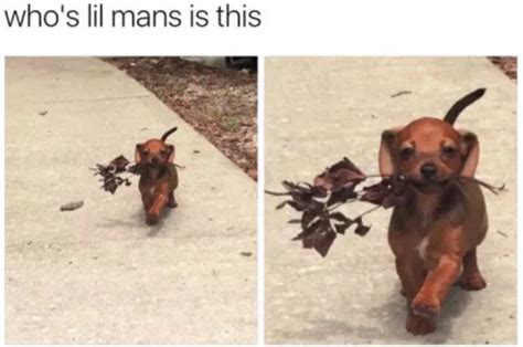 30 Funny Dog Memes To Make You Howl With Laughter Cute Dog Memesbest Life