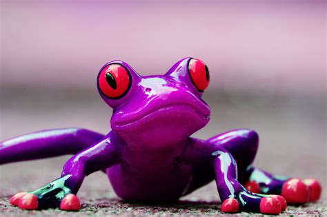 Purple Frog Wallpapers Wallpaper Cave