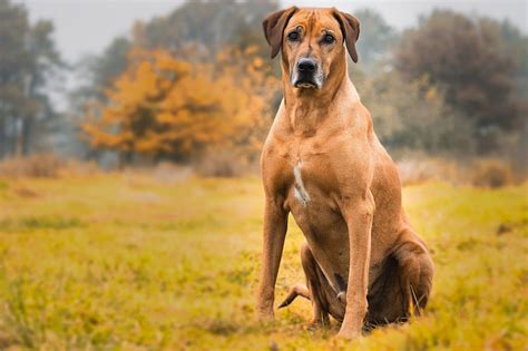 Rhodesian Ridgeback Puppies Everything New Owners Should Know The