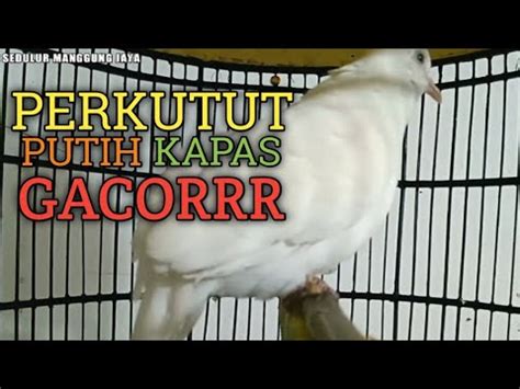 perkutut kapas