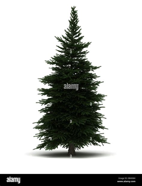 Single Pine Tree Stock Photo Alamy