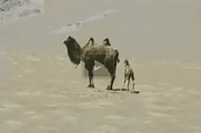 Wild Camel and Calf in the Desert of Lop Footage - John Hare