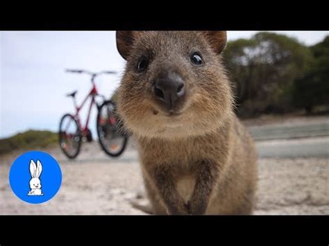 They have been described as the world's happiest animal and a photo of a quokka snapping a selfie has proven why. Quokka selfie | quokka selfie