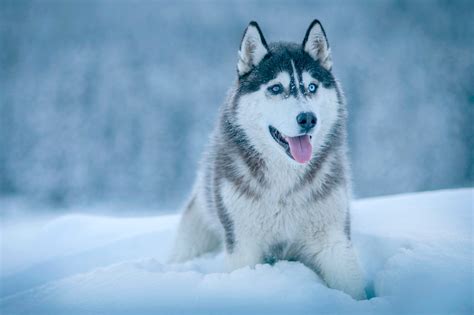 Snow Cute Dogs Wallpapers Top Free Snow Cute Dogs Backgrounds