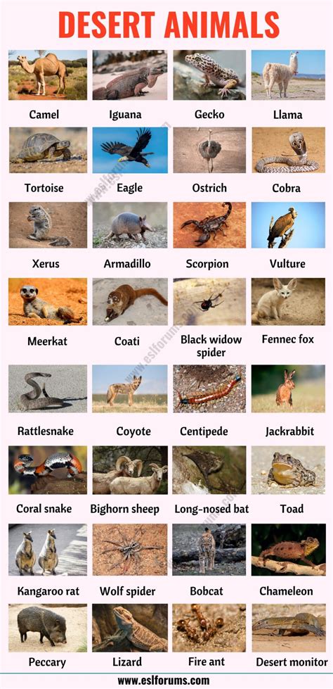 Desert Animals List Of 35 Best Animals That Live In The Desert With