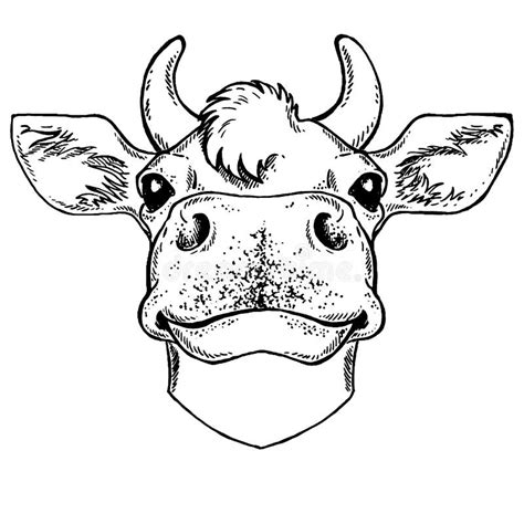 Cabeza De Vaca Aislada En Fondo Blanco Retrato De Vector Animal De