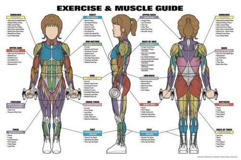 Womens Exercise And Muscle Guide Professional Fitness Wall Chart