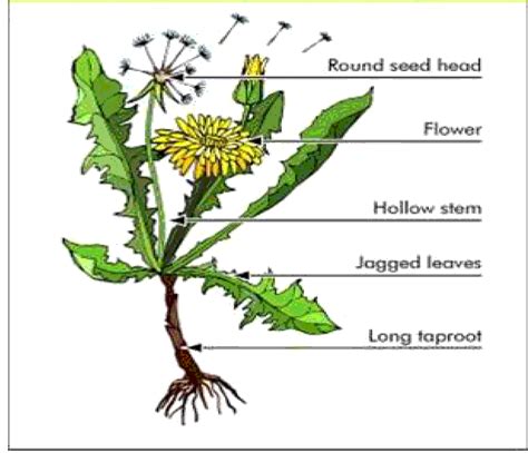 Beneficial Uses Of Dandelion Herb Taraxacum Officinale In Poultry