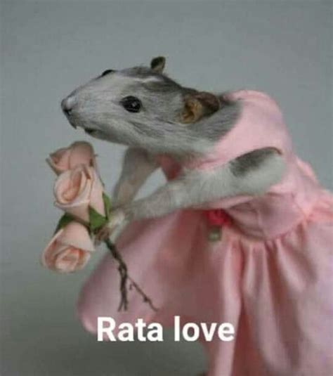 Pin By Hap On Cursed Images Text Responses Cute Rats Funny Rats