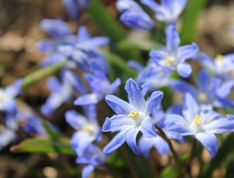 Plus discover 170+ more flower types on our site. Early Blooming Bulbs for the First Flowers of Spring ...
