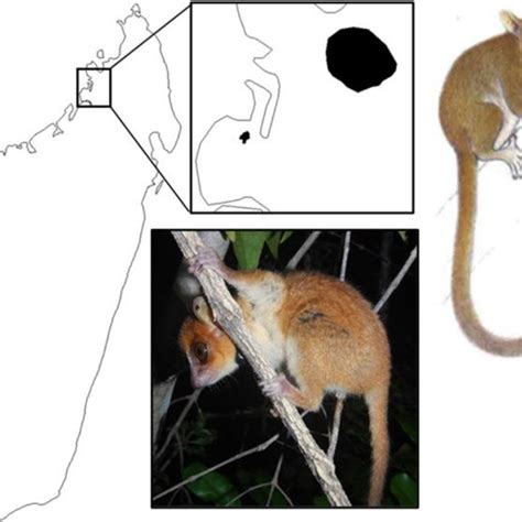 The Northern Giant Mouse Lemur Mirza Zaza And Its Geographic Range