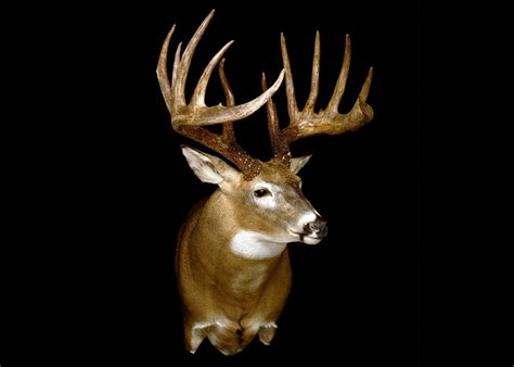 The Most Famous Whitetail Deer Ever Field And Stream