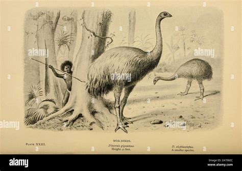 Vintage Illustration Of An Extinct Animal Stock Photo Alamy