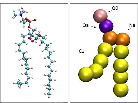 8 Atomistic And Coarse Grained Representations For A Dppc Lipid