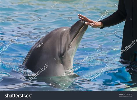Female Hand Touching Dolphin Stock Photo 79604752 Shutterstock