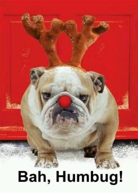 Bah Humbug I Love Dogs Puppy Love Cute Dogs Funny Animals Cute