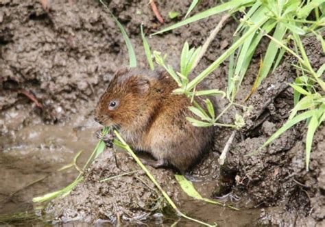 What Do Voles Eat How To Get Rid Of Them