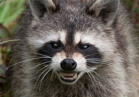 Rabid Raccoon Captured In Bethel Park Pittsburgh Post Gazette