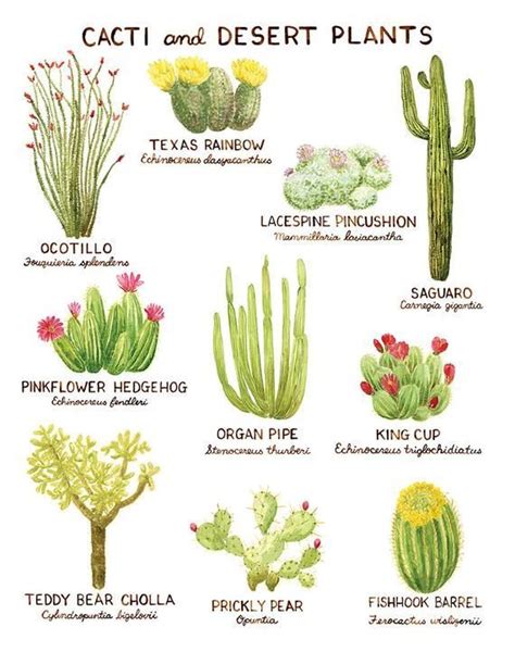Pin By Themedprintsart On Plants Prints Cactus Art Print Cactus Art