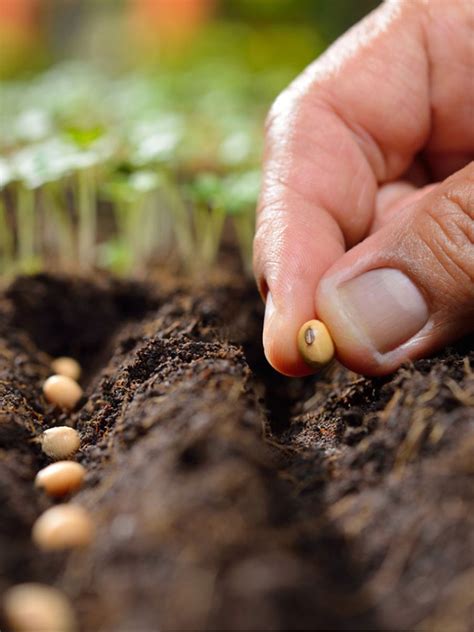 How To Seed Germination Test