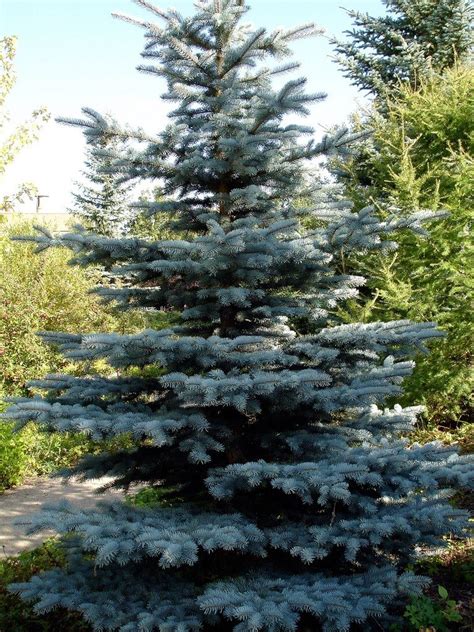 Colorado Spruce Info How To Grow A Colorado Blue Spruce Tree