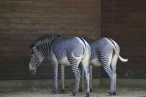 Zebras Stall Hoofed Animals Perissodactyla White Black Structure