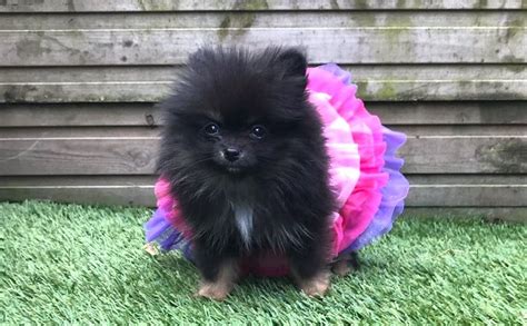 Pomeranian Breed Information Guide Facts And Pictures Bark