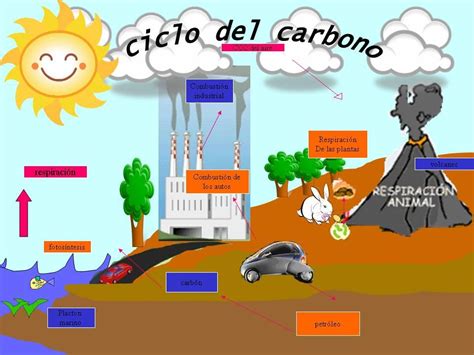 Ciencias Naturales En La Web Ciclo Del Carbono