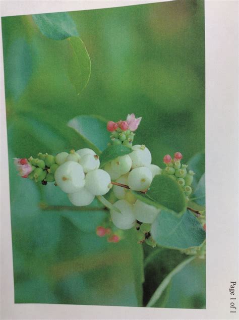 Snow Berries Christmas Flowers Holiday Planning Natural Beauty