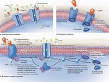 The Cytoplasm | Basicmedical Key