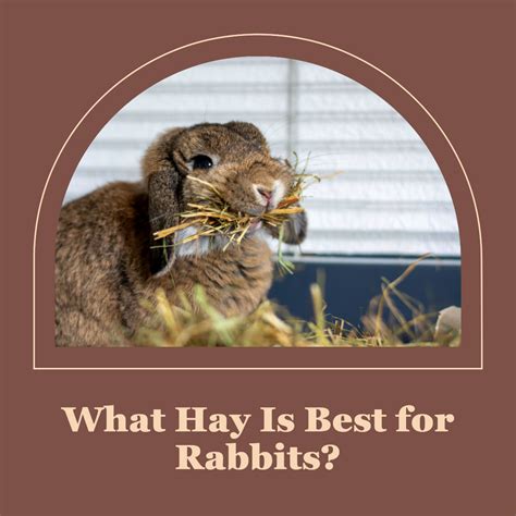 What Hay Is Best For Rabbits Learn The Best Hay To Give Your Rabbit