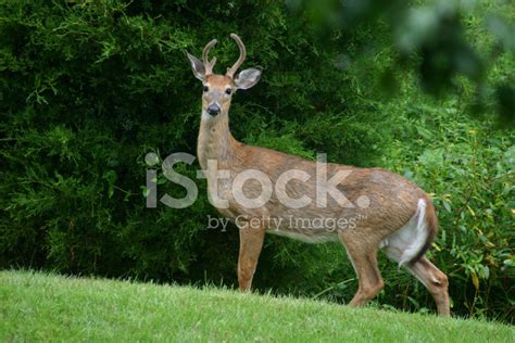 Whitetail Deer Stock Photo Royalty Free Freeimages