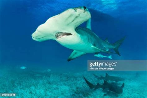 Great Hammerhead Shark Photos And Premium High Res Pictures Getty Images