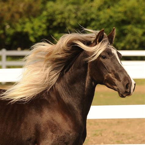 6 Interesting Facts About Rocky Mountain Horses Animal Spirit