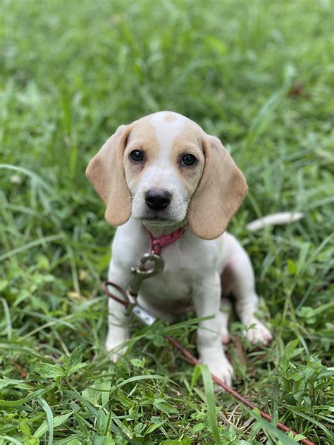 My first Dog The most adorable #Beagle pup ever