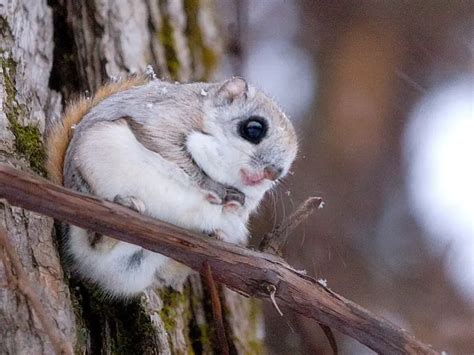 Siberian Flying Squirrel Facts Diet Habitat And Pictures On Animaliabio
