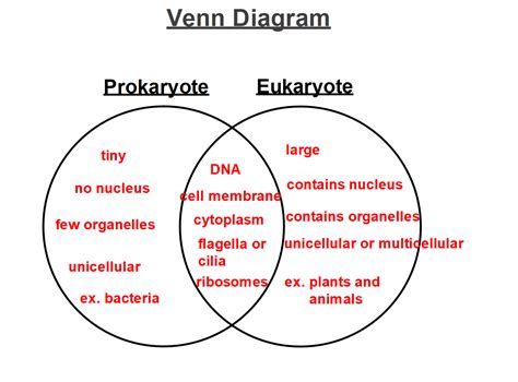Eukaryote Vs Prokaryote Worksheet