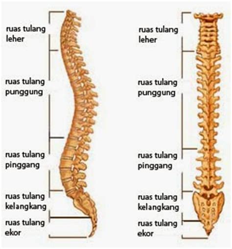 Tulang belakang (vertebrae) tulang belakang atau yang disebut dengan vertebrae (baca: Sahabat Afterego: Teknik Pemeriksaan Vertebra Thoracal ...