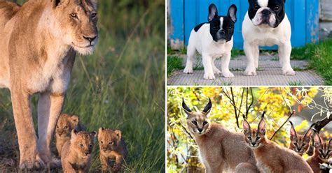 40 Animals And Their Adorable Offspring