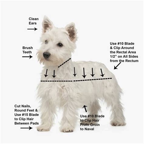 West Highland Terrier Westie Grooming Video Dvd Westie Dogs Dog