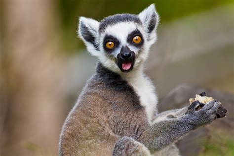 How Lessons From Past Extinctions Can Help Save Madagascar