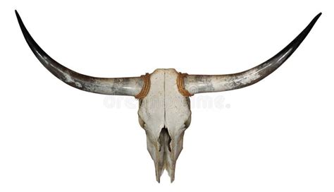 Longhorn Skull Stock Photo Image Of Animal Head Skull 20658850
