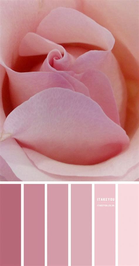 Pink Rose Colour Scheme Shades Of Pink Colour Palette Pink Combos