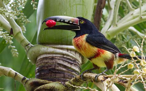 Bird Pictures Toucan Collared Aracari Scientific Name Pteroglossus